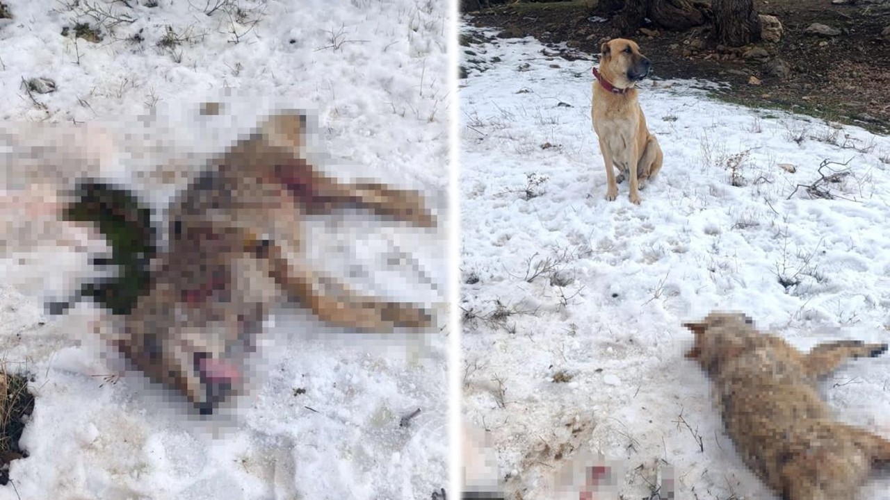 Sürüye saldıran kurdu çoban köpekleri öldürdü