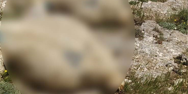 Sürüye yıldırım isabet etti, 38 küçükbaş hayvan telef oldu