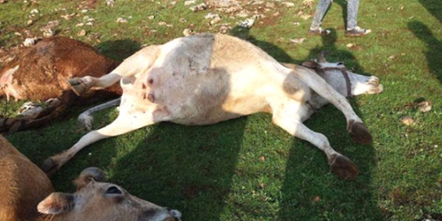 Sürüyü bu halde buldular!