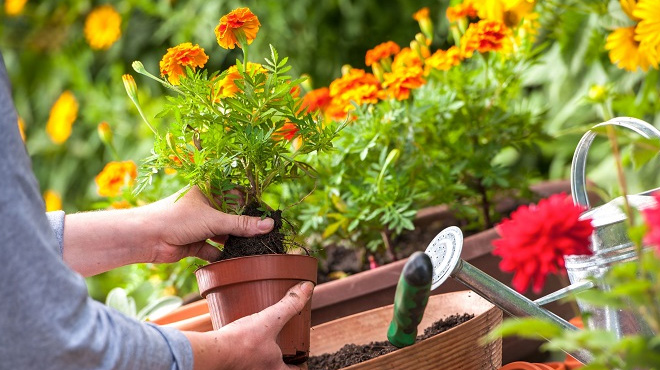 Süs bitkisi üretimi için arazi aranıyor