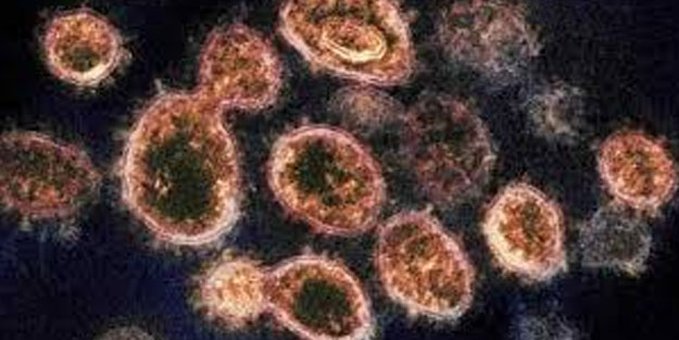 Suş ne demek? Varyant suşlar ne anlama gelir?