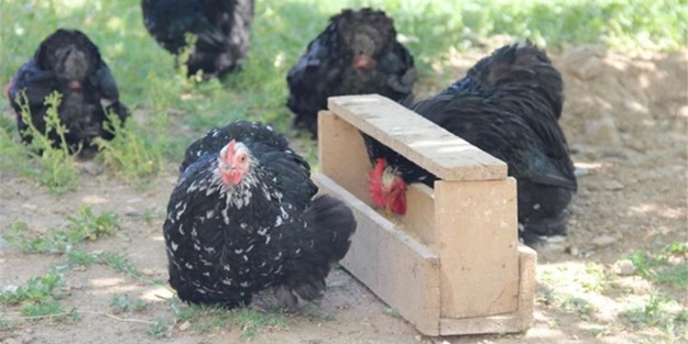 Süs tavukları resmen altın yumurtluyor!