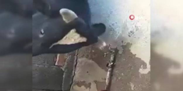 Susayan inek, hareketiyle fenomen oldu!