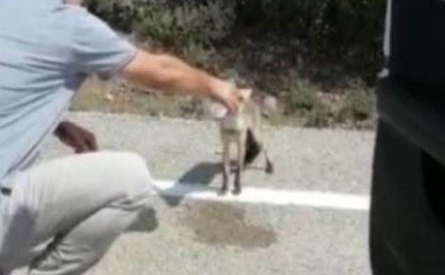 Susayan tilki yol kesti