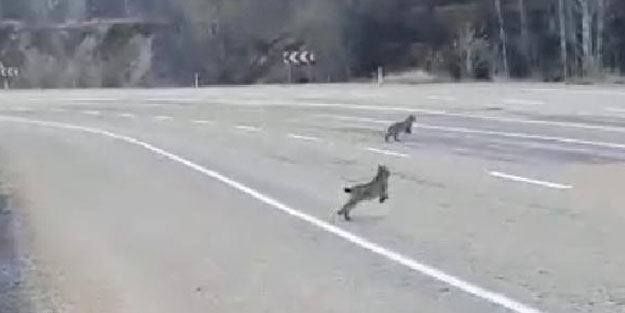 Suşehri'nde 3 vaşak aynı anda görüntülendi