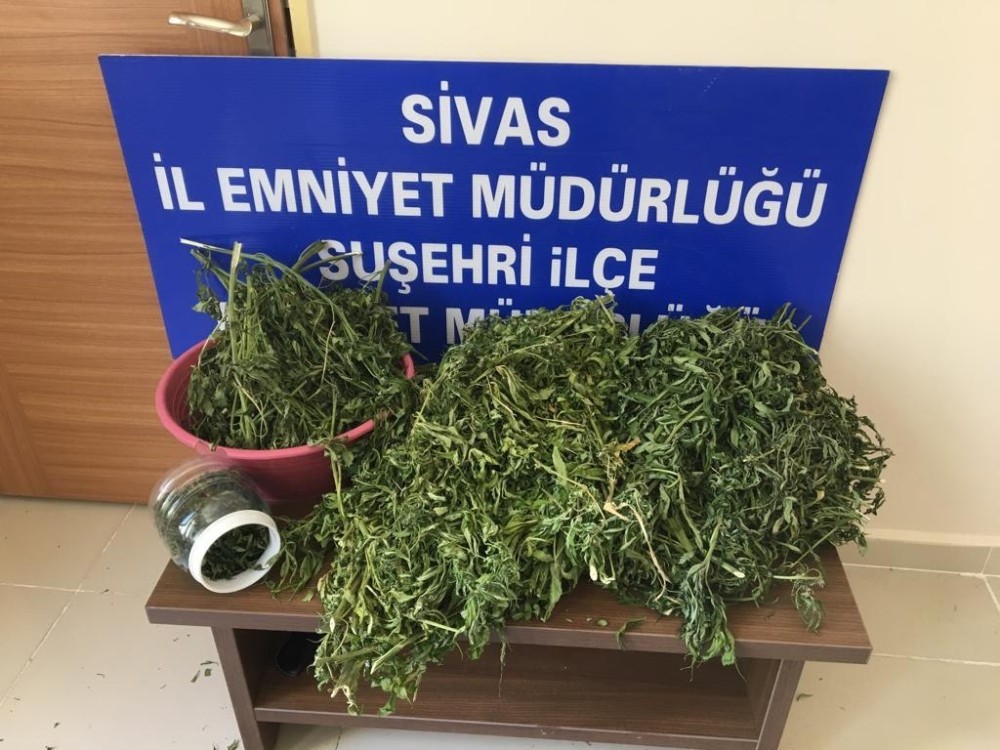 Suşehri’nde uyuşturucu operasyonu 