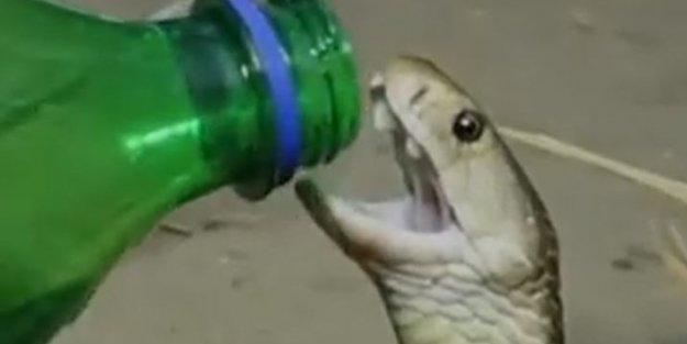 Susuzluktan kavrulan yılan şişeden kana kana su içti