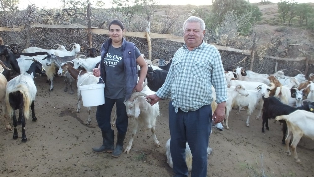 Süt fiyatlarının artması keçi fiyatlarını katladı 