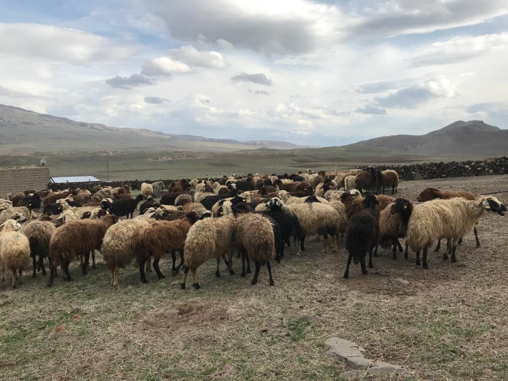 Süt kuzularının anneleriyle renkli buluşması 
