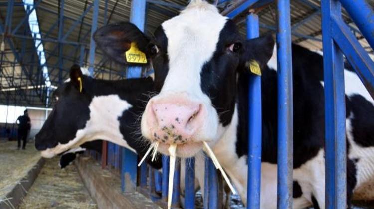 Sütbank! İkinci Çiftlik Bank vakası mı?