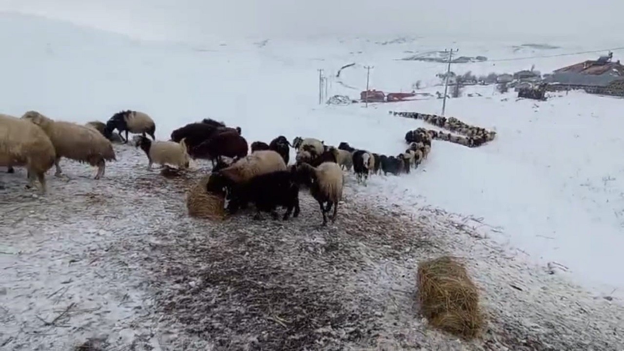 Sütey Yaylası'nda zorlu kış mesaisi