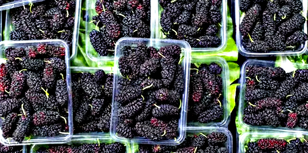 Sütten 25 kat fazla kalsiyum, ıspanaktan 10 kat fazla demir içeriyor! Geçmişten gelip peşimizi bırakmayan inanılmaz besin