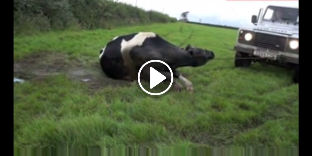 Sütü fazla gelen inek böyle bayıldı