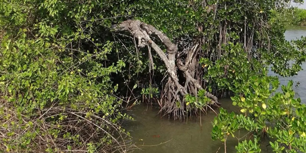 Suudi Arabistan'da İlk kez savaş açtı! Tarihi hamle: Çölleşmeye karşı mangrov ağacı seferberliği açıklaması