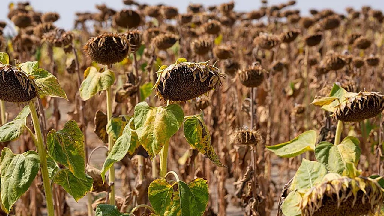 Suudi Arabistan'da yaşam yeniden tanımlanıyor: 80 ülkeyi ayağa kaldıracak!