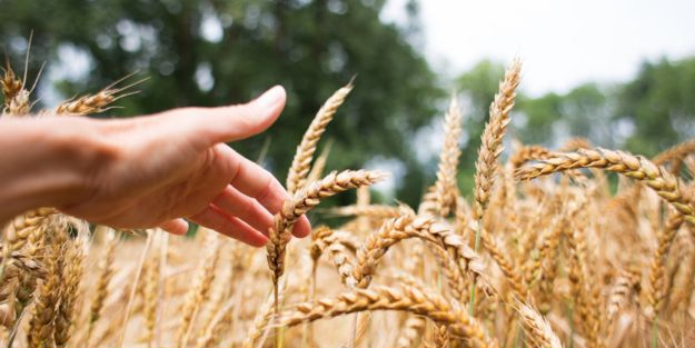 Suudi Arabistan'dan beklenmedik karar hamlesi: O ülkeye tonlarca buğday gönderdi! Dünyaya duyurdular