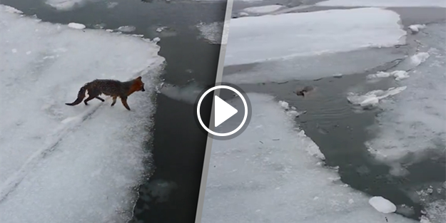 Suya düşen tilki 4 dakikada donarak can verdi