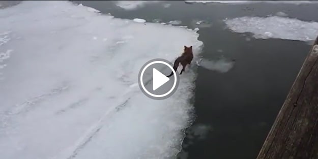 Suya düşen tilkinin donma anı