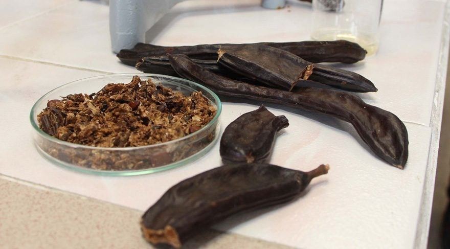 Suya keçiboynuzu koyun ve 2 ay boyunca için: Birçok derde deva! Nasıl yapılır, gereken malzemeler neler?