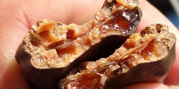 Suya keçiboynuzu koyun ve 2 ay boyunca için!