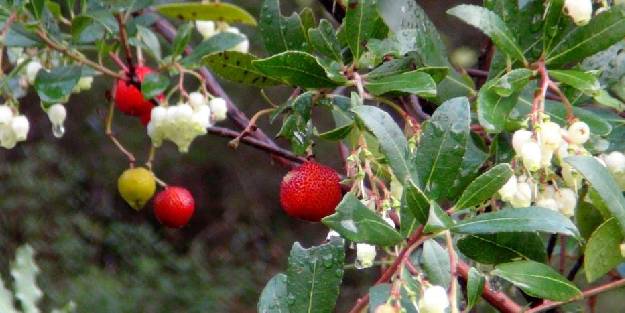 Tabiattaki binlerce yıllık şifa besinleri