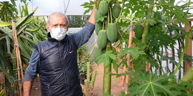 Tadına beğendi, üretmeye başladı! Sezonda 45 bin TL kazanıyor