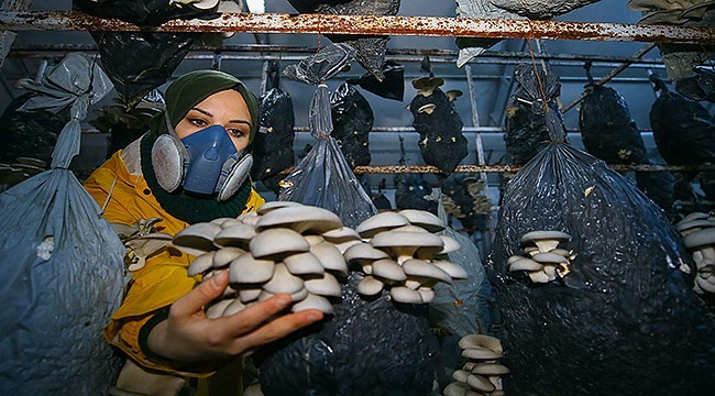 Tadını beğendiği mantarın, devlet desteğiyle üreticisi oldu