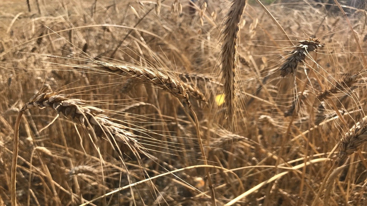 Tahıl krizi kapıda! Küresel stoklar son 10 yılın en düşük seviyesinde