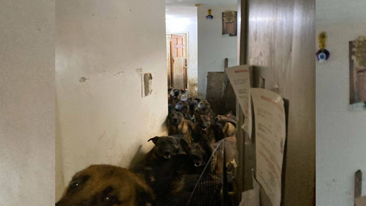 Tahliye edilen apartman dairesinden tam 48 köpek çıktı!