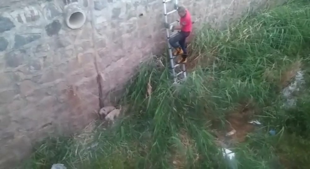 Tahliye kanalına düşen yavru köpekler kurtarıldı 
