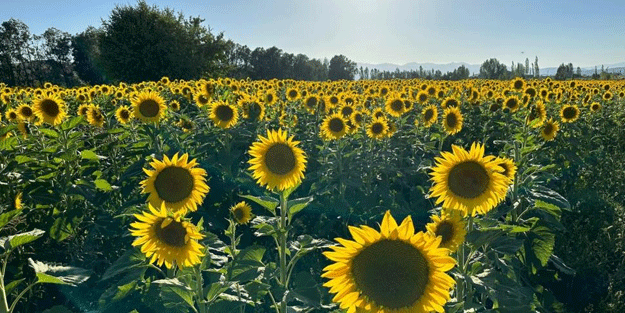 Görenler Trakya sanıyor ama bakın neresi