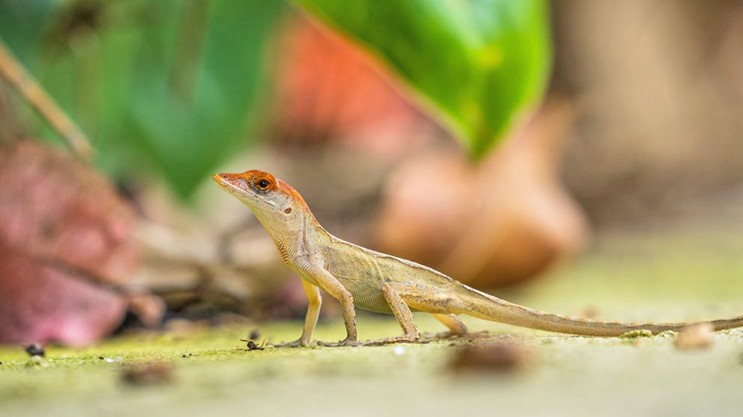 Tahribat, asırlar boyu sürecek: Siyonist İsrail, Gazze’deki biyoçeşitliliği de yok etti