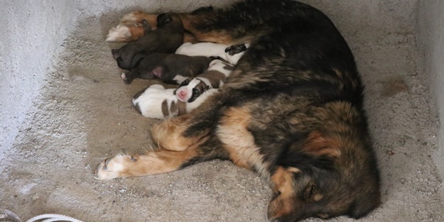 Takdir toplayan hareket... Yavruları rahatsız etmemek için bakın ne yaptı