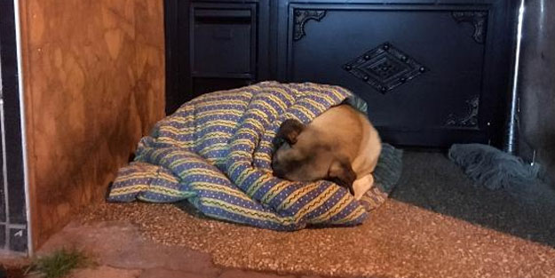 Taksiciler, sokak köpeğini battaniye ile ısıttı