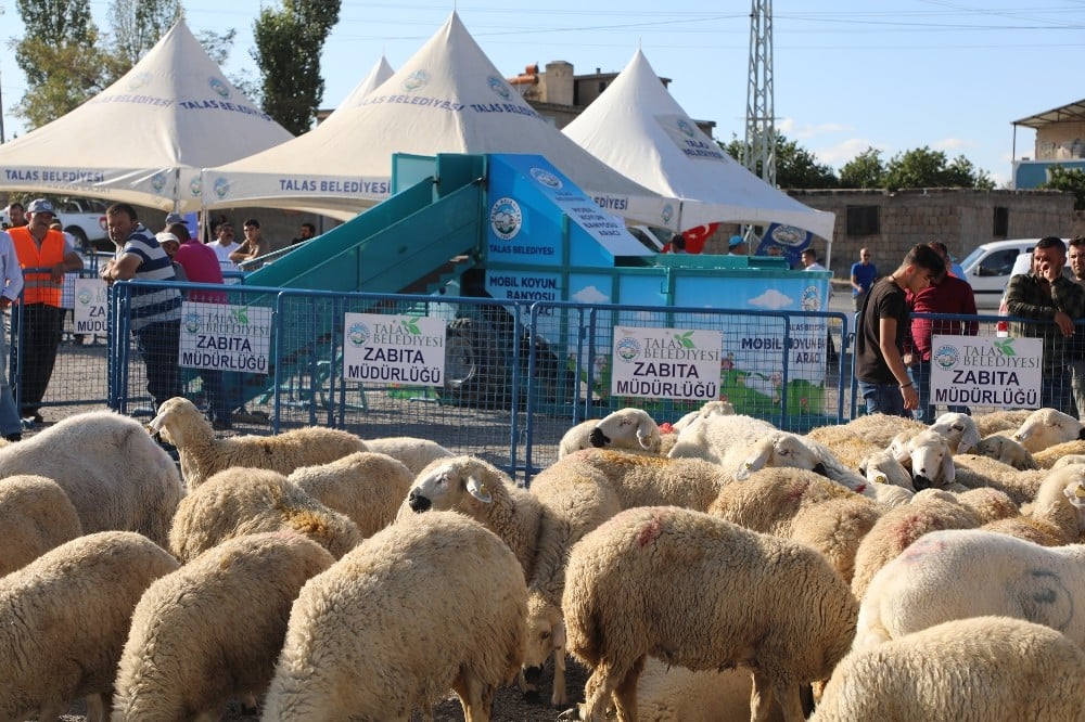 Talas’ta Hayvancılığa Destek 