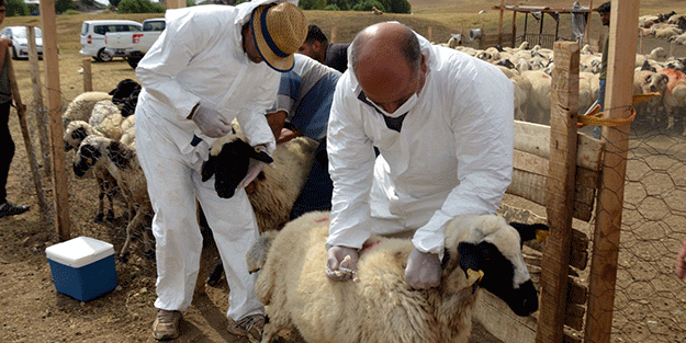 Talas'ta Tarımsal Kalkınmaya Destek Sürüyor