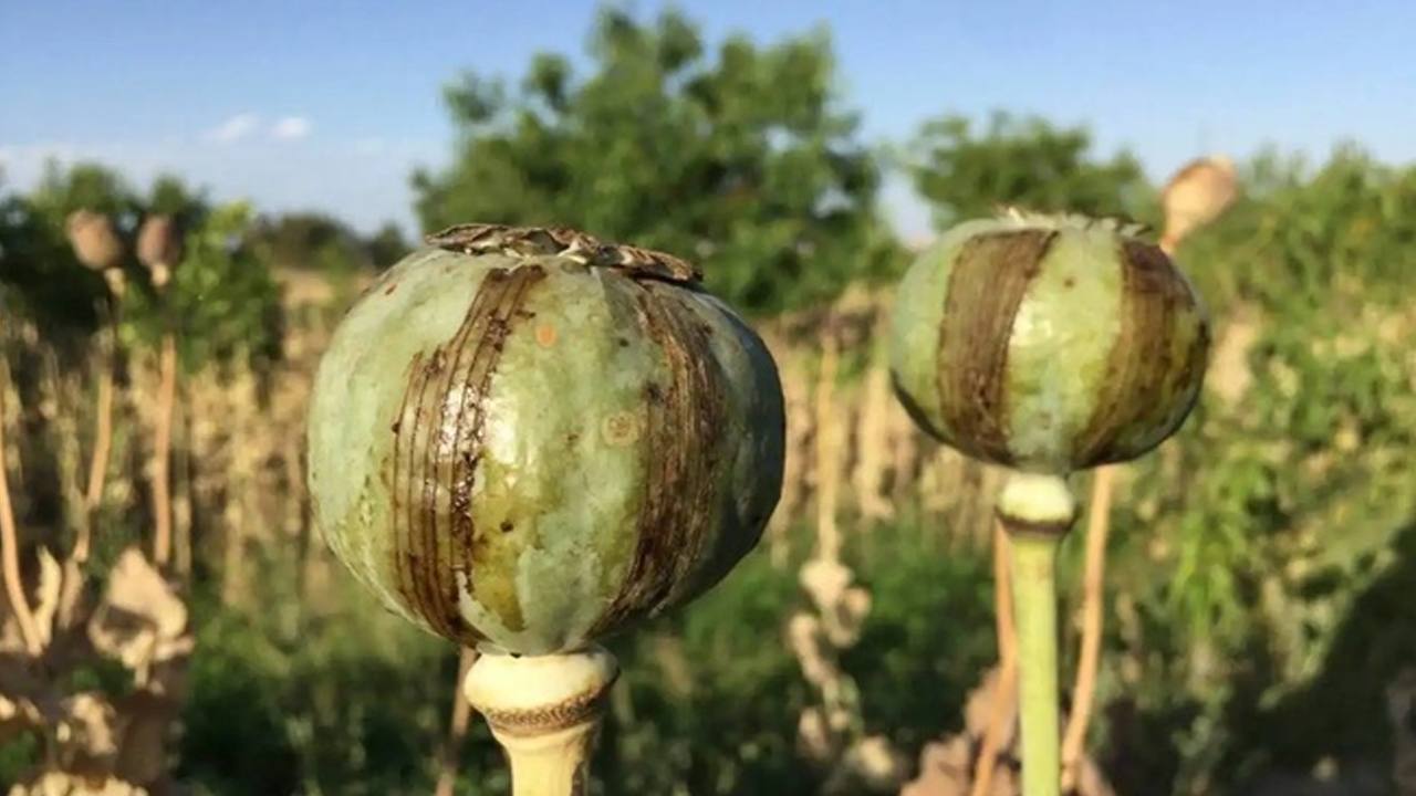 Taliban affetmiyor: Afganistan'da uyuşturucu laboratuvarları imha edildi