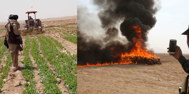 Taliban hükümeti affetmiyor! Afganistan İslam Emirliği, uyuşturucu tarlalarını imha ediyor