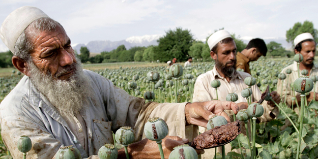 Taliban'dan haşhaş tarlaları ile ilgili flaş açıklama!