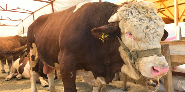 Tam 1 ton 200 kilogram! Fiyatı dudak uçuklattı