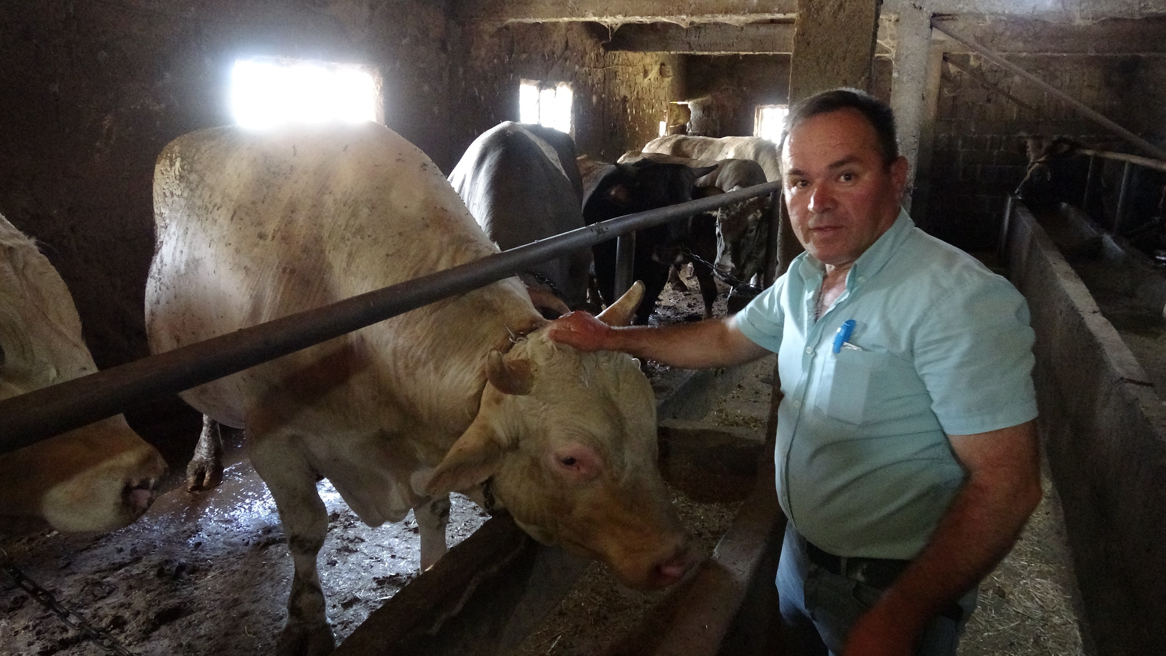 Tam 1 ton 800 kilogram ağırlığında! Fiyatı dudak uçuklattı