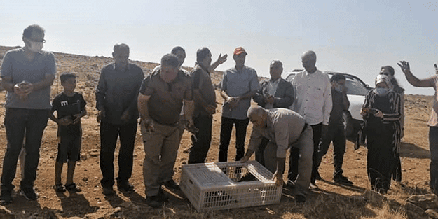 Tam 1500! Şanlıurfa’da doğaya salındı