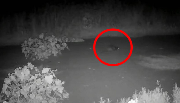 Tam 160 yıl sonra ilk kez ortaya çıktı! İşte gece kamerasının kaydettiği o yaratık