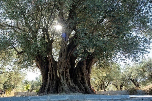 Tam 1600 yıldır ayakta! Kuraklık bu ağacı teğet geçti