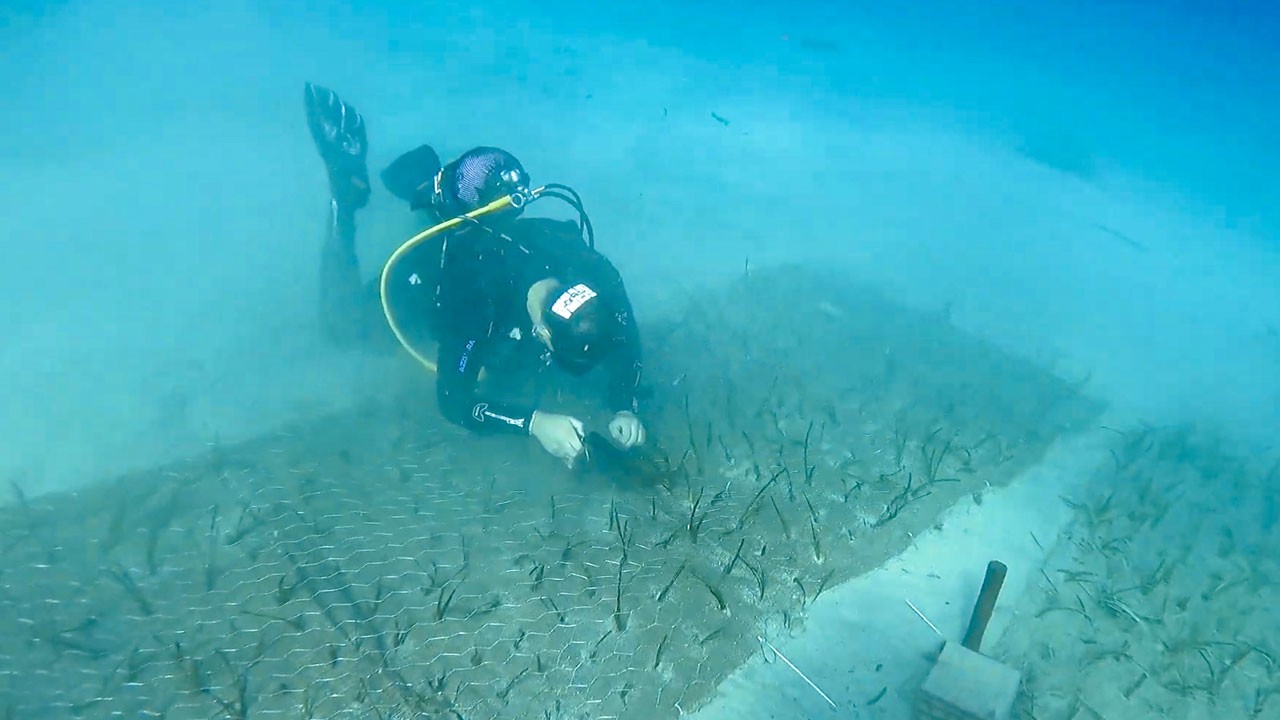 Tam 2 bin yıllık! Türkiye’nin en yaşlı deniz çayırı keşfedildi