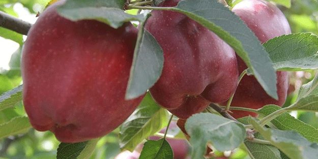 Tam 2 buçuk milyar TL! Elma deyip geçmeyin ortalığı yıkıp geçti
