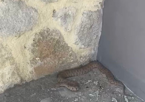 Tam 2 metre uzunluğunda! Bir ısırığı insanı öldürmeye yetiyor