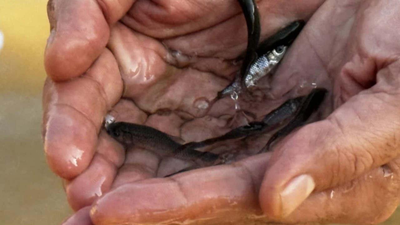 Siirt’te 2 milyon balık yavrusu baraj göllerine bırakıldı