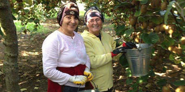 Tam 20 bin ton üretecinin yüzü gülüyor… Daha dalındayken hepsi satıldı