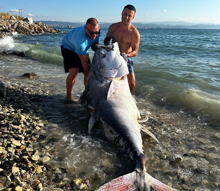 Tam 3 gün sonra kıyıya çekebildiler! 2 dalgıç 320 kilo orkinos avladı